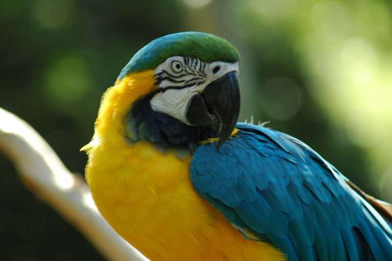 Imagem de uma arara-canindé com plumagem vibrante azul, amarela e verde, em um ambiente natural com fundo desfocado. A cena representa a riqueza da biodiversidade brasileira e sua relação direta com o desenvolvimento econômico, especialmente em setores como turismo de natureza, bioeconomia, sociobiodiversidade e conservação, onde a proteção das espécies é aliada à geração de renda e oportunidades sustentáveis.