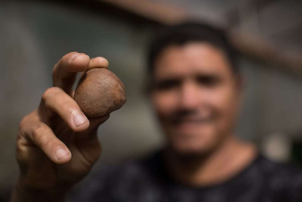 Homem segurando uma semente de andiroba, um produto da sociobiodiversidade que contribui com a preservação da biodiversidade e gera renda para as comunidades da Amazônia.