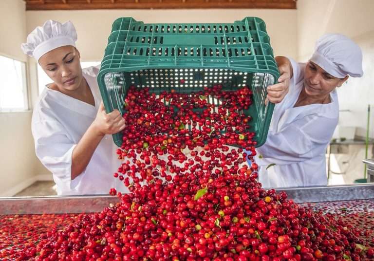 Duas mulheres da Coopsertão, uma organização de impacto no nordeste, estão lavando acerolas.