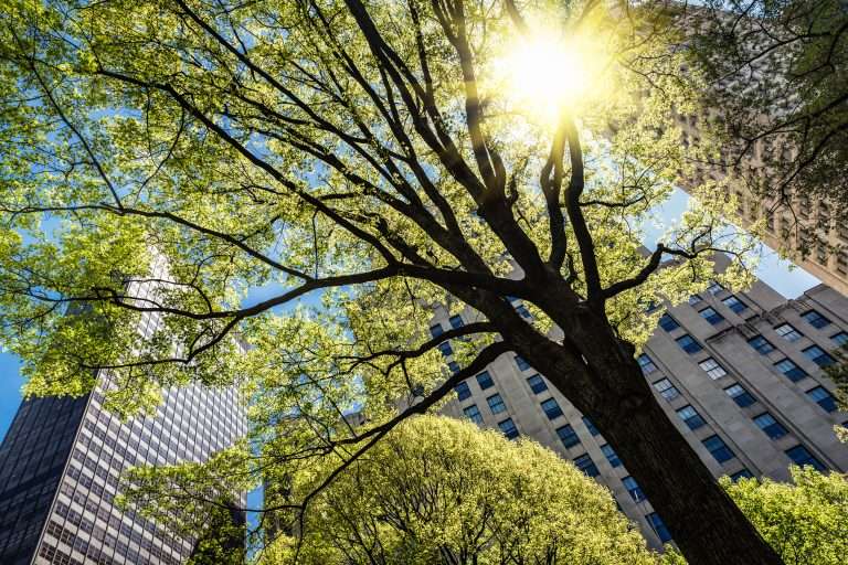 Imagem mostra uma árvore frondosa com folhas verdes iluminadas pelo sol, posicionada entre prédios corporativos altos, simbolizando a convivência entre natureza e centros empresariais.