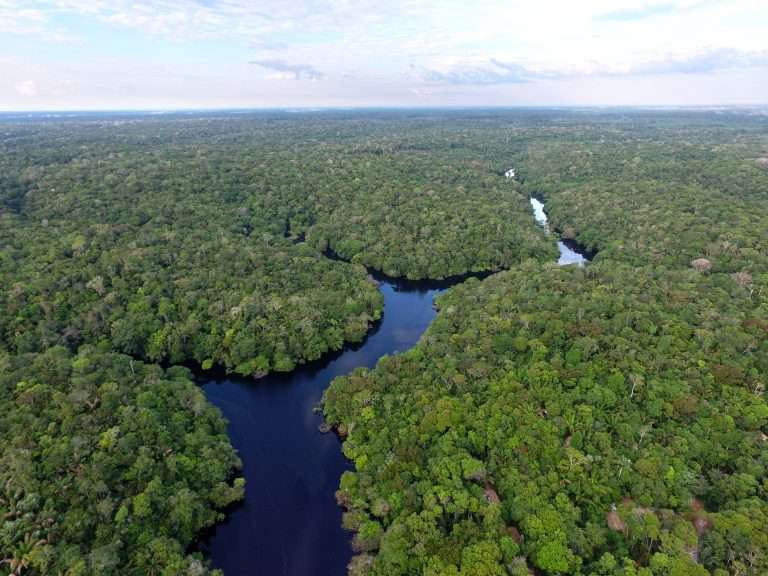 Vista aérea de uma densa floresta tropical cortada por um rio sinuoso, representando a rica biodiversidade da Amazônia. A imagem destaca a vastidão do ecossistema e a importância da conservação diante das crescentes ameaças das mudanças climáticas, que colocam em risco tanto a fauna e flora locais quanto os serviços ecossistêmicos essenciais para o equilíbrio do planeta.