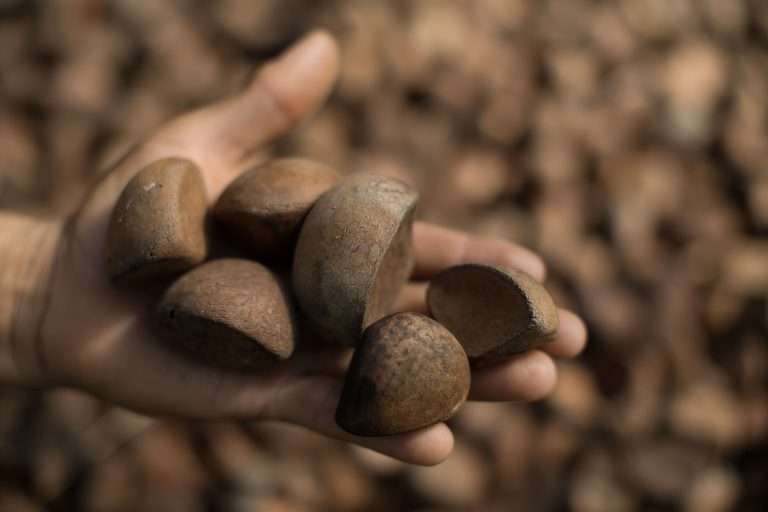 Uma mão segurando semantes de andiroba, um dos principais produtos da sociobiodiversidade da Amazônia.