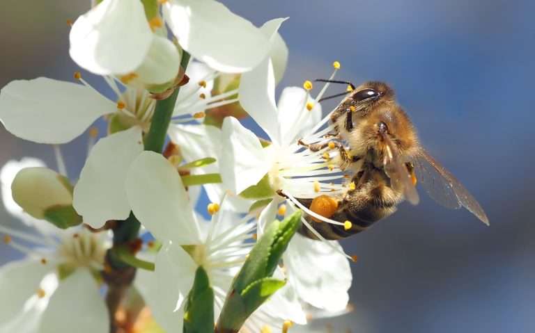 Imagem em close-up de uma abelha pousada sobre uma flor branca, coletando pólen, com fundo desfocado em tons de azul e verde. A cena destaca a importância dos polinizadores na manutenção dos ecossistemas e simboliza a delicadeza e o valor da biodiversidade. Representa também a urgência de mecanismos de financiamento voltados à conservação da biodiversidade, essenciais para garantir a sobrevivência das espécies e o equilíbrio ambiental.