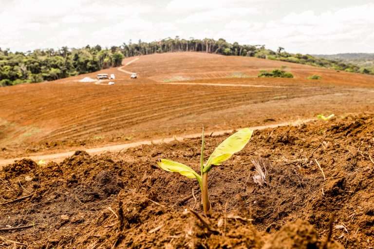 Paisagem de área rural em processo de recuperação, com pequenas mudas plantadas no solo e vegetação ao fundo, sinalizando o início de um cultivo sustentável. A imagem representa o investimento em negócios de impacto, especialmente aqueles que atuam na regeneração ambiental, agricultura sustentável e desenvolvimento territorial, promovendo soluções que combinam retorno financeiro com benefícios sociais e ecológicos.