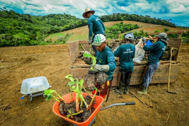 Imagem mostra trabalhadores de uma cooperativa rural realizando o plantio de mudas em uma área de reflorestamento, com colinas e vegetação ao fundo. Eles estão vestidos com uniformes e manuseiam ferramentas agrícolas.