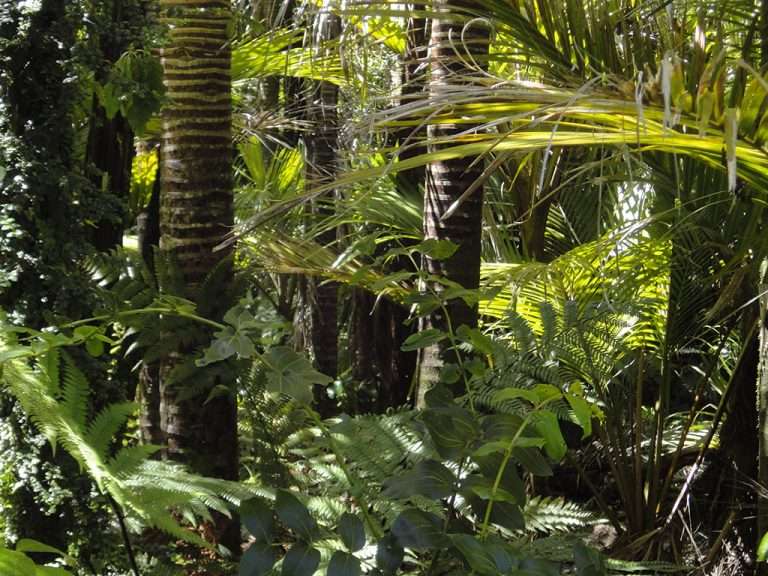 Vegetação densa de floresta tropical com palmeiras, samambaias e plantas diversas sob luz natural, ilustrando a biodiversidade e a importância da conservação ambiental por meio de soluções baseadas na natureza.