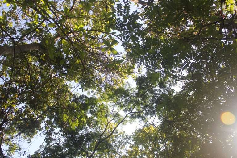 Copa de árvores em floresta tropical densa com luz do sol filtrada pelas folhas verdes, representando equilíbrio ecológico e estratégias de financiamento da biodiversidade para a conservação ambiental.