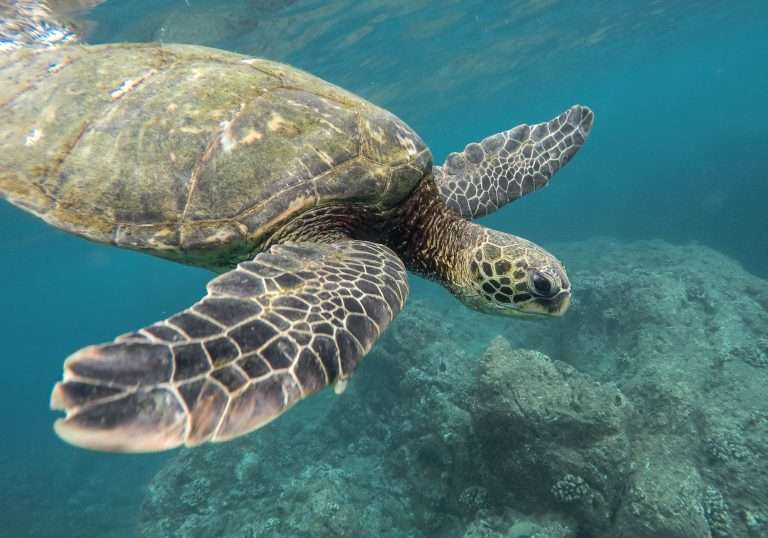 Tartaruga marinha nadando em águas cristalinas.