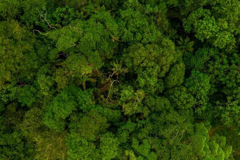 Vista aérea de floresta densa e verde.