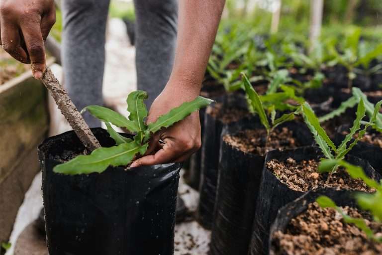 Mãos segurando uma pequena planta sendo colocada na terra.