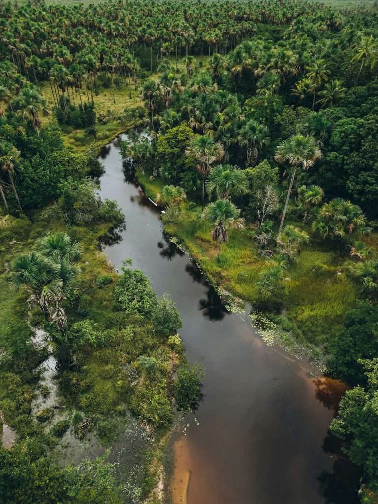 Vista aérea de rio cercado por floresta.