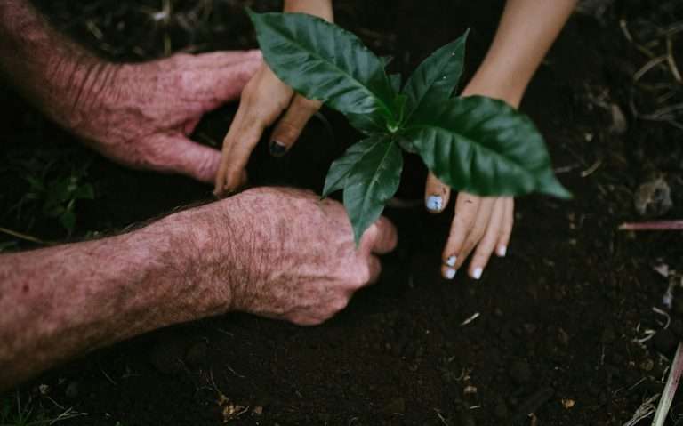 Mãos segurando mudas de plantas sobre solo molhado.
