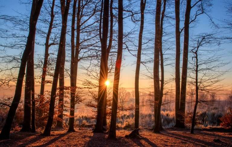 Floresta iluminada pelo nascer do sol representa a importância da preservação dos ecossistemas no enfrentamento do aquecimento global e das mudanças climáticas.