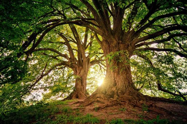 Árvores de grande porte em floresta preservada representam o papel dos ecossistemas na captura de carbono e a importância da economia de baixo carbono para enfrentar as mudanças climáticas.