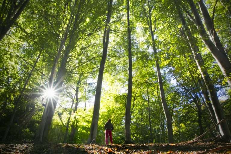Floresta preservada com árvores altas iluminadas pela luz do sol, representando projetos de REDD+ voltados à conservação florestal, redução do desmatamento e geração de créditos de carbono.
